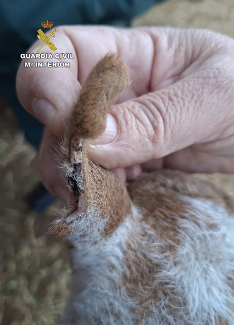 La Guardia Civil detiene al presunto autor de tres robos en granjas de la comarca del Noroeste - 4, Foto 4