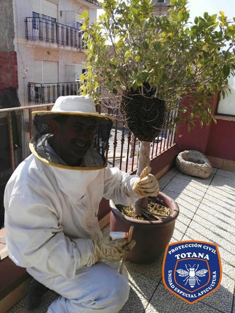The Apiculture Unit of Civil Protection of Totana activates the bee swarm collection device, Foto 3