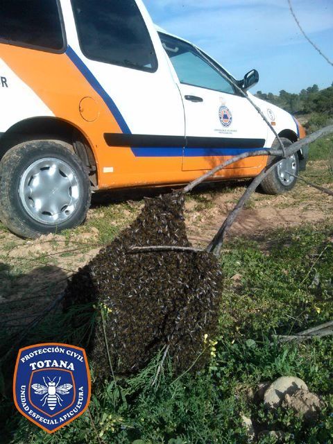 The Apiculture Unit of Civil Protection of Totana activates the bee swarm collection device, Foto 5