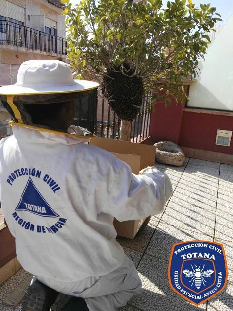 The Apiculture Unit of Civil Protection of Totana activates the bee swarm collection device, Foto 7
