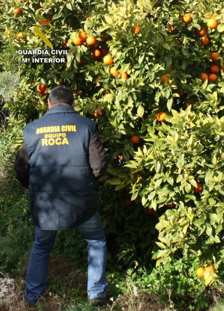 La Guardia Civil sorprende a un grupo delictivo mientras sustraía naranjas en Cartagena - 2, Foto 2