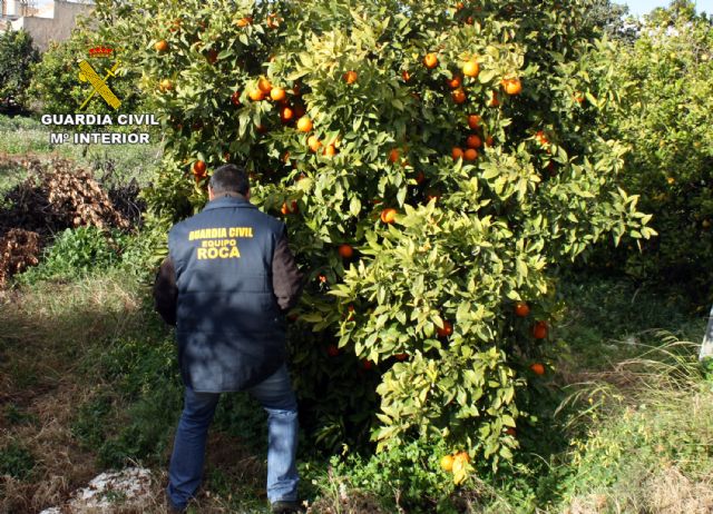 La Guardia Civil sorprende a un grupo delictivo mientras sustraía naranjas en Cartagena - 3, Foto 3