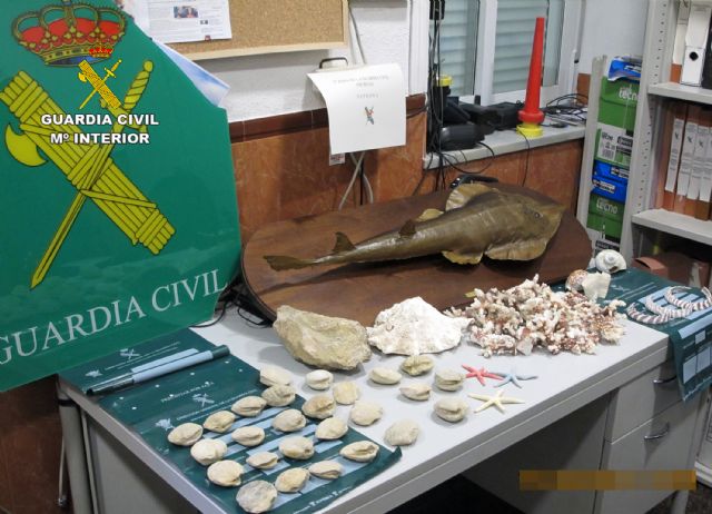 La Guardia Civil se incauta de varias piezas de especies marinas protegidas - 2, Foto 2