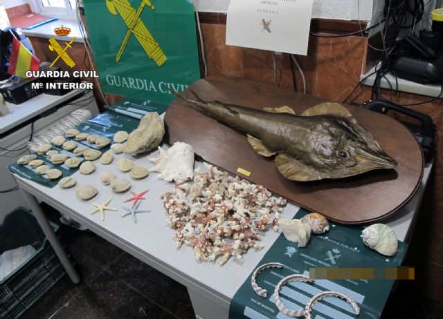 La Guardia Civil se incauta de varias piezas de especies marinas protegidas - 3, Foto 3