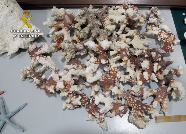 La Guardia Civil se incauta de varias piezas de especies marinas protegidas - 4, Foto 4