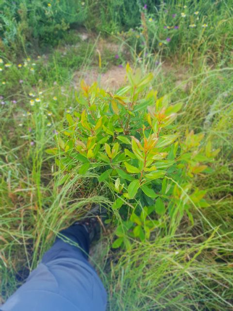 Asociación CreeCT: Por alusiones a las noticias surgidas durante el día ayer en relación a la restauración del Cerro de los Moros - 2, Foto 2