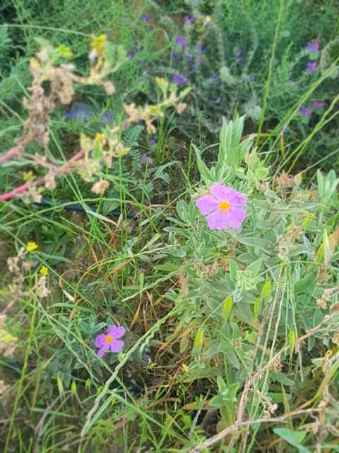 Asociación CreeCT: Por alusiones a las noticias surgidas durante el día ayer en relación a la restauración del Cerro de los Moros - 5, Foto 5
