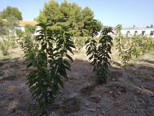 El proyecto para la obtención de nuevas variedades de cerezo en el Valle del Guadalentín entra en su tercer año con resultados positivos - 1, Foto 1