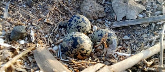 “#NoMeToquesLosHuevos: una provocadora campaña para evitar la extinción del chorlitejo patinegro” - 1, Foto 1