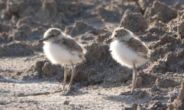 “#NoMeToquesLosHuevos: una provocadora campaña para evitar la extinción del chorlitejo patinegro” - 2, Foto 2