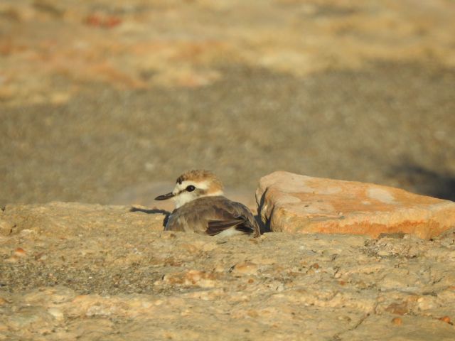 “#NoMeToquesLosHuevos: una provocadora campaña para evitar la extinción del chorlitejo patinegro” - 3, Foto 3
