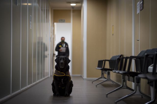 Perros en los juzgados de menores - 1, Foto 1