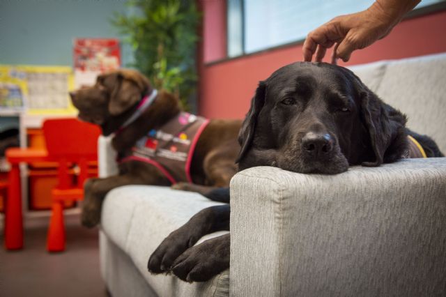 Perros en los juzgados de menores - 2, Foto 2
