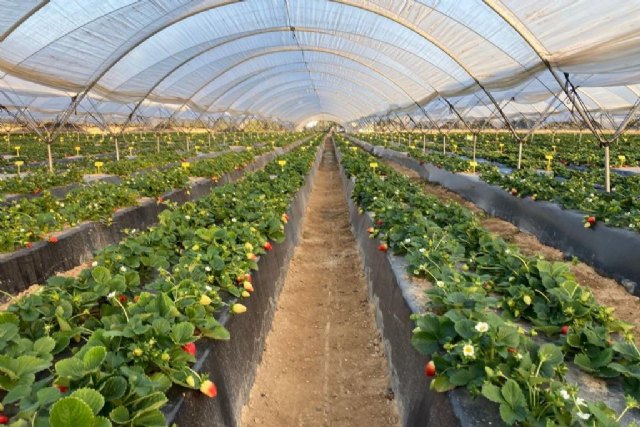 El proceso de I+D, clave del éxito varietal en EL PINAR - 1, Foto 1