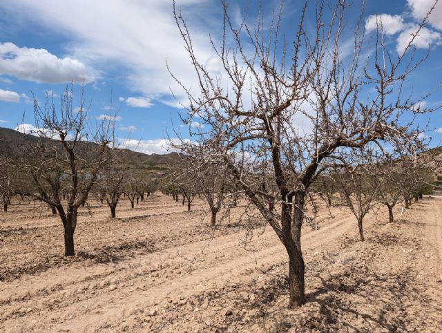 Despilfarro de cubas de agua para regar caminos públicos mientras los cultivos de secano se mueren - 4, Foto 4