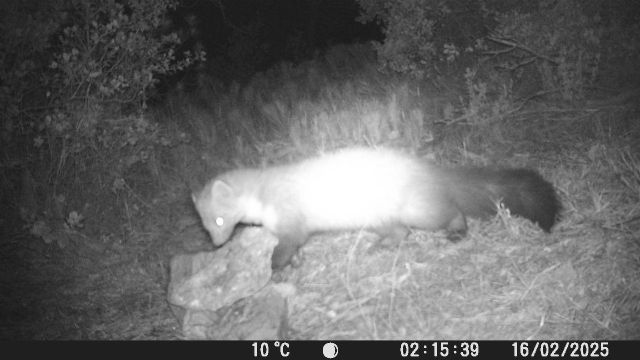 El Gobierno regional inicia un estudio sobre la comunidad de mamíferos en la Sierra del Carche - 1, Foto 1