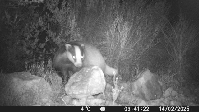 El Gobierno regional inicia un estudio sobre la comunidad de mamíferos en la Sierra del Carche - 2, Foto 2
