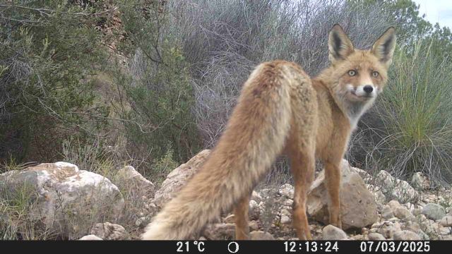 El Gobierno regional inicia un estudio sobre la comunidad de mamíferos en la Sierra del Carche - 3, Foto 3