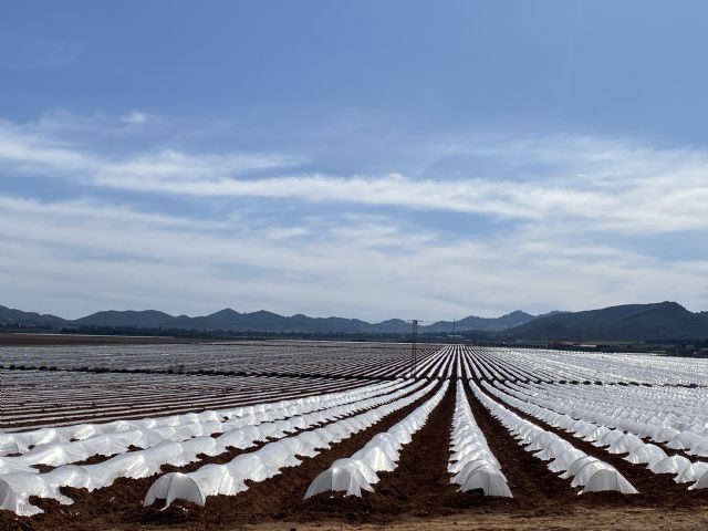 Plásticos en las playas del Mar Menor: Pacto alerta de una presión ambiental en aumento - 2, Foto 2