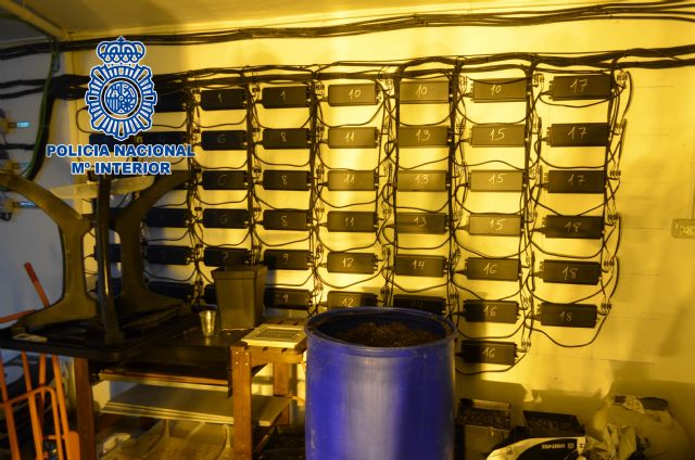 Descubren 500 plantas de marihuana en un chalet ubicado en una urbanización de Molina de Segura - 1, Foto 1