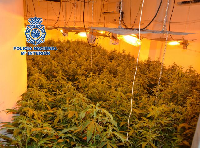 Descubren 500 plantas de marihuana en un chalet ubicado en una urbanización de Molina de Segura - 2, Foto 2