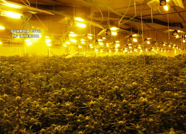 La Guardia Civil desmantela un invernadero clandestino con cerca de 2.000 plantas de cannabis, Foto 2