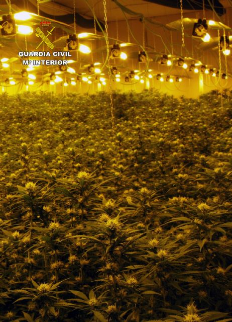 La Guardia Civil desmantela un invernadero clandestino con cerca de 2.000 plantas de cannabis - 3, Foto 3