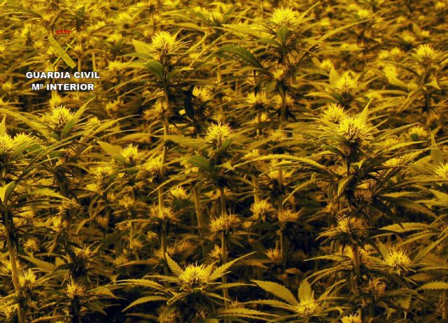 La Guardia Civil desmantela un invernadero clandestino con cerca de 2.000 plantas de cannabis, Foto 4