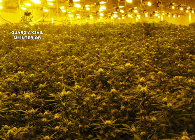 La Guardia Civil desmantela un invernadero clandestino con cerca de 2.000 plantas de cannabis, Foto 5