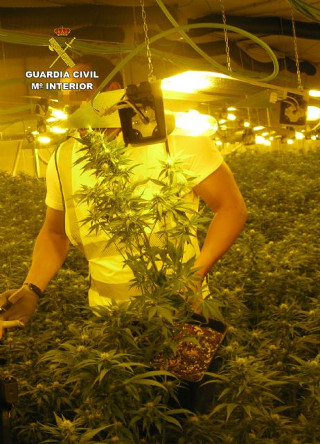 La Guardia Civil desmantela un invernadero clandestino con cerca de 2.000 plantas de cannabis, Foto 6