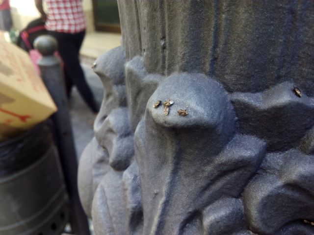 IU-Verdes Lorca denuncia una plaga de chinches en la calle Corredera - 2, Foto 2