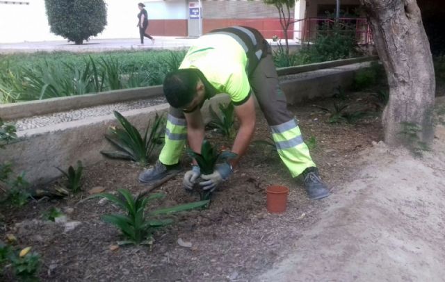 El Ayuntamiento repone más de 1.500 ejemplares de plantas arbustivas en las zonas verdes de Murcia - 1, Foto 1