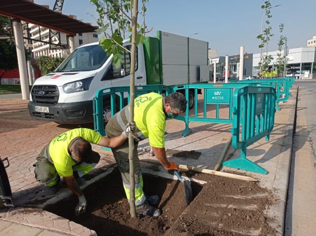 El Ayuntamiento de Murcia continúa la plantación de árboles en las aceras y paseos del municipio - 1, Foto 1