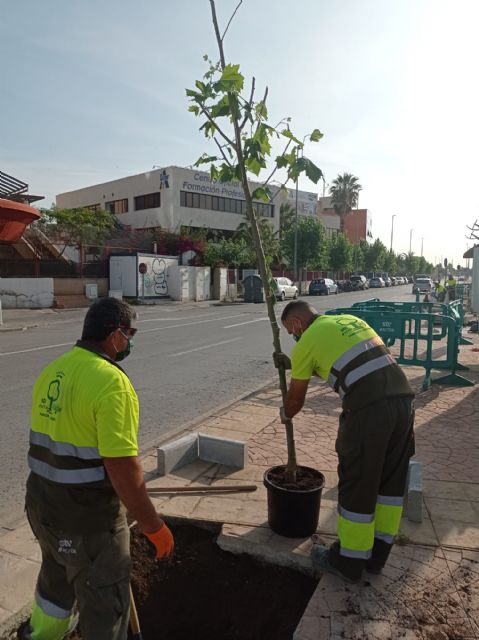 El Ayuntamiento de Murcia continúa la plantación de árboles en las aceras y paseos del municipio - 2, Foto 2