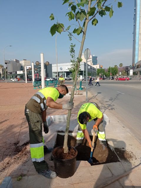 El Ayuntamiento de Murcia continúa la plantación de árboles en las aceras y paseos del municipio - 3, Foto 3