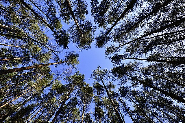7 cosas que puedes enseñar a tus hijos para cuidar el medio ambiente - 1, Foto 1