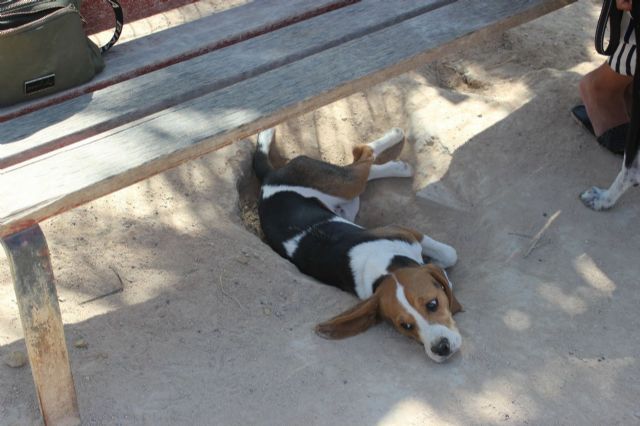 MC exigirá mejoras para el abandonado parque canino de Barrio Peral - 2, Foto 2