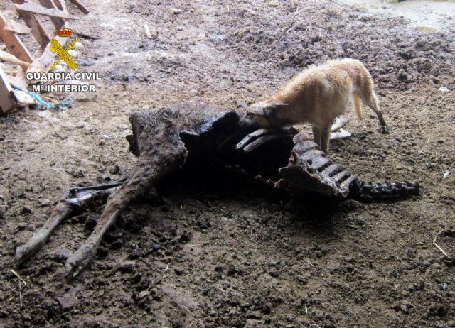 La Guardia Civil investiga al propietario de una explotación ganadera de Moratalla por delito de abandono animal - 1, Foto 1