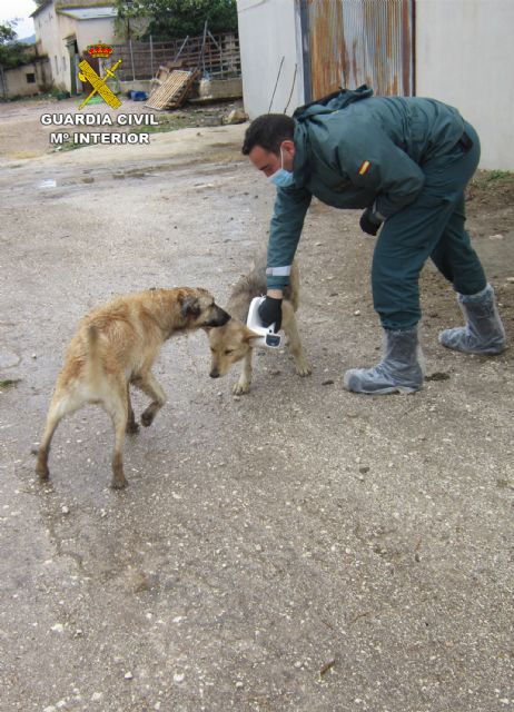 La Guardia Civil investiga al propietario de una explotación ganadera de Moratalla por delito de abandono animal - 2, Foto 2