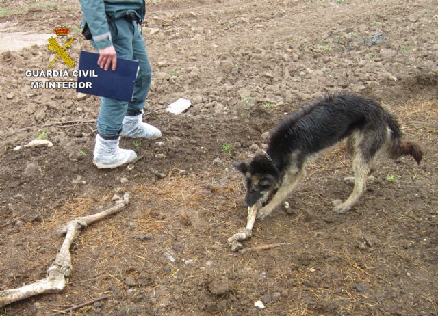 La Guardia Civil investiga al propietario de una explotación ganadera de Moratalla por delito de abandono animal - 3, Foto 3