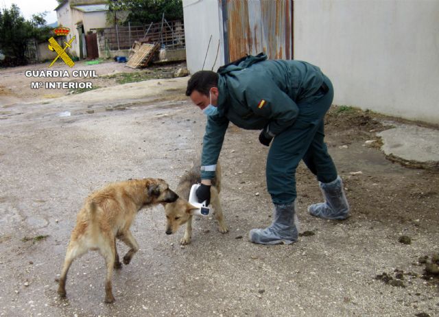 La Guardia Civil investiga al propietario de una explotación ganadera de Moratalla por delito de abandono animal - 4, Foto 4