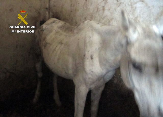 La Guardia Civil investiga al propietario de una explotación ganadera de Moratalla por delito de abandono animal - 5, Foto 5