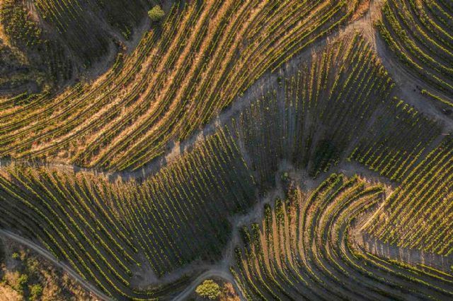 Vinos iberian, una inmersión por las regiones vinícolas históricas de ribera del duero, priorat y toro - 1, Foto 1