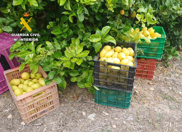La Guardia Civil detiene a dos vecinos de Mula por la sustracción de 10 toneladas de limones en fincas del municipio muleño - 2, Foto 2