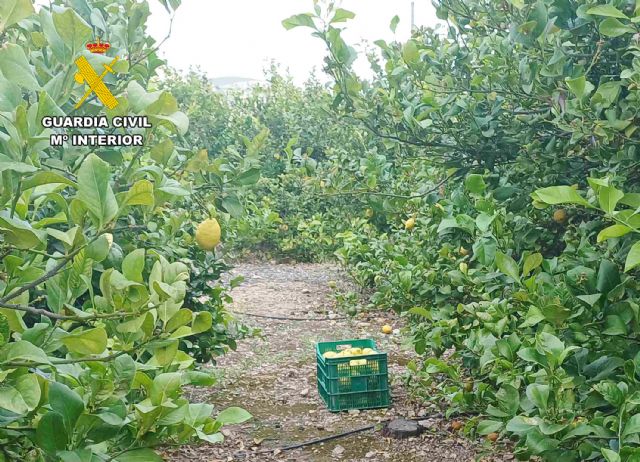 La Guardia Civil detiene a dos vecinos de Mula por la sustracción de 10 toneladas de limones en fincas del municipio muleño - 3, Foto 3