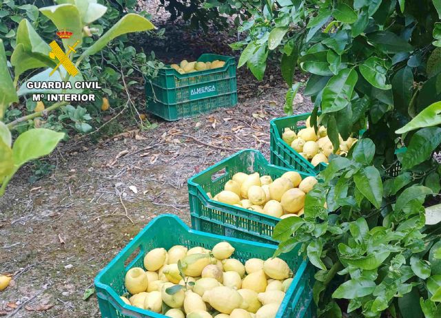 La Guardia Civil detiene a dos vecinos de Mula por la sustracción de 10 toneladas de limones en fincas del municipio muleño - 4, Foto 4
