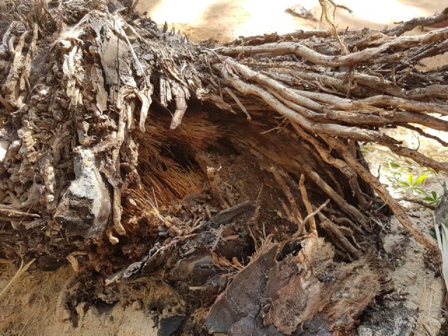 Cs exige mayores medidas de vigilancia y protección sobre el Palmeral de Zaraíche tras la aparición de dos ejemplares en mal estado - 1, Foto 1