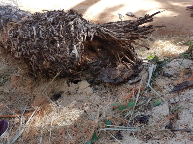 Cs exige mayores medidas de vigilancia y protección sobre el Palmeral de Zaraíche tras la aparición de dos ejemplares en mal estado - 2, Foto 2