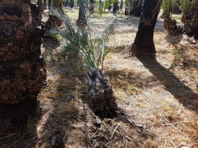 Cs exige mayores medidas de vigilancia y protección sobre el Palmeral de Zaraíche tras la aparición de dos ejemplares en mal estado - 4, Foto 4