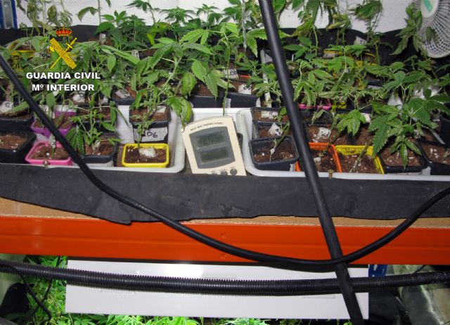 La Guardia Civil desmantela en Murcia dos invernaderos clandestinos de marihuana - 2, Foto 2